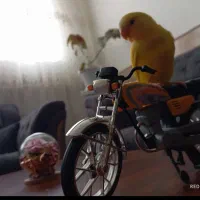 طوطی برزیلی صورت هلویی