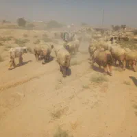 خر ماده حامله