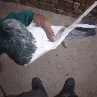 کفتر کله دم سبز|پرنده|کبودرآهنگ, |دیوار