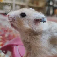 همستر کوچولو