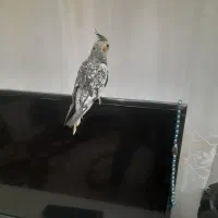 یک دونه عروس هلندی