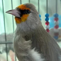 سهره کرمونی