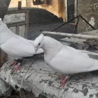 دمبی|پرنده|چمران, |دیوار