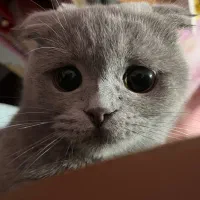 گربه اسکاتیش فول|گربه|ارومیه, |دیوار