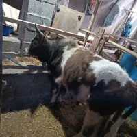 ورزا کوله چالوسی