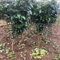 فروش انواع گل ها مستقیم از گلخانه|گل و گیاه طبیعی|رشت, شهرک قدس|دیوار