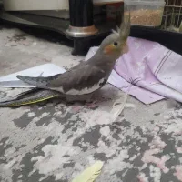 عروس هلندی|پرنده|میانه, |دیوار