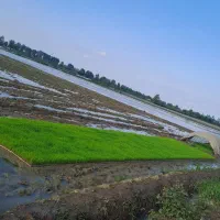 فروش نشا هاشمی درجه یک