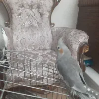 عروس هلندی نر و ماده . هر دو دستی جوجه ۲ ماه و نیم