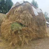 یونجه تازه