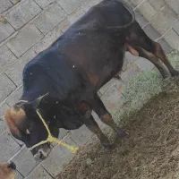 دو راس  گاو نر  2سال چاق