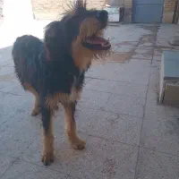 سگ نژاد دار