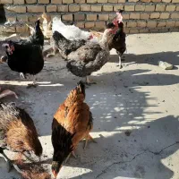 مرغ محلی|حیوانات مزرعه|سبزوار, امیر کبیر|دیوار