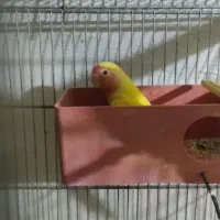 پرنده|پرنده|شاهرود, |دیوار