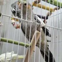 عروس هلندی آهویی سه ماهه