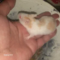 همستر سوری|موش و خرگوش|قم, پشت انبار نفت|دیوار