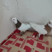 طوقی|پرنده|نورآباد ممسنی, |دیوار