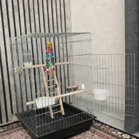 جوجه طوطی عروس به همراه قفس هایش|پرنده|قزوین, |دیوار