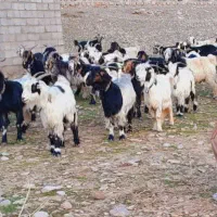 خرید وفروش انواع گوسفند بز  افغانی نجدی