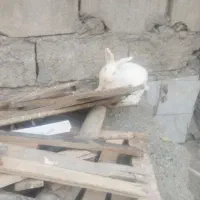 2 عدد خرگوش|موش و خرگوش|سنندج, |دیوار