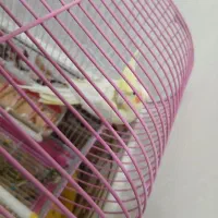 عروس هلندی با قفس