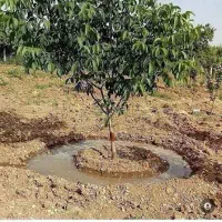 خدمات فضای سبز و باغ