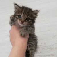 گربه|گربه|صومعه‌سرا, |دیوار