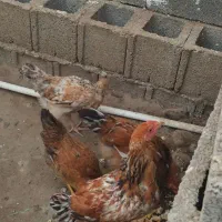 مرغ خروس نیمچه|حیوانات مزرعه|رشت, سیا اسطلخ|دیوار