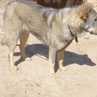 سگ پژدر|سگ|ایجرود, |دیوار