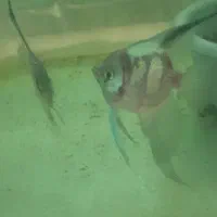 کالر ویدو|ماهی|بروجرد, |دیوار