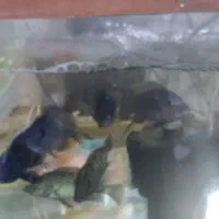 9عدد ماهی سیچلایت مولد زا دانه ای 100تومان