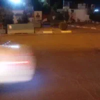 سگ تریر  سفید رنگ