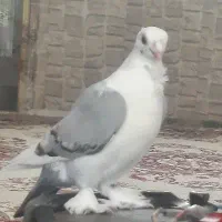 گمشده