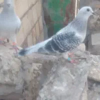 جفت شامی مگس سالم ۱ت|پرنده|نیمروز, |دیوار