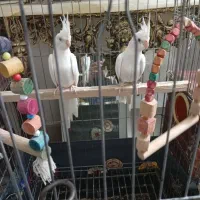 عروس هلندی آلیبینو نروماده