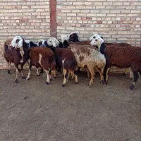 بره ماده پلنگی اصل