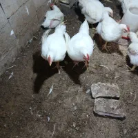 مرغ ارگانیک گوشتی