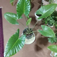 گل بابا آدم|گل و گیاه طبیعی|کنگاور, |دیوار