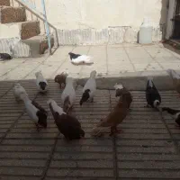 کفتر|پرنده|سبزوار, رضوی|دیوار