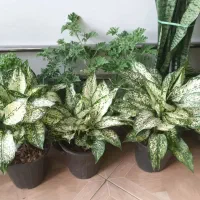 گل و گیاه آپارتمانی