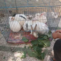 خرگوش فروشی
