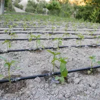 لوله کشی قطره ای باغات و باغچه و گلخانه