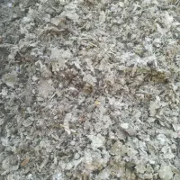 کودکبوتر