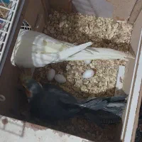 فروش فوری سه عدد تخم نطفه دار عروس هلندی