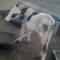 گوساله نر|حیوانات مزرعه|رامشیر, |دیوار