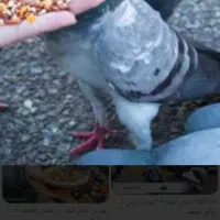 ماده بزک