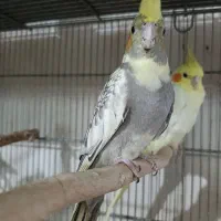 عروس هلندی ماده ابلغ نیمه دستی تقریبایکساله|پرنده|قم, لبچال|دیوار