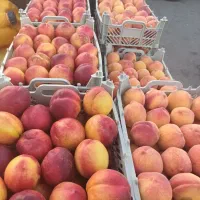 زمین کشاورزی|فروش دفتر صنعتی، کشاورزی، تجاری|انزل, |دیوار