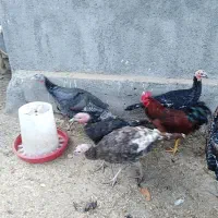 بوقلمون و مرغ وخروس|حیوانات مزرعه|مشهد, کوشک مهدی|دیوار