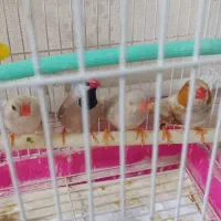 فنچ کینگ و کراواتی